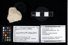 Foto (Objekt + Etikett) von Goniodromites bidentatus (Reuss, 1859)  (NHMW-GEO-2014-0194-0994)